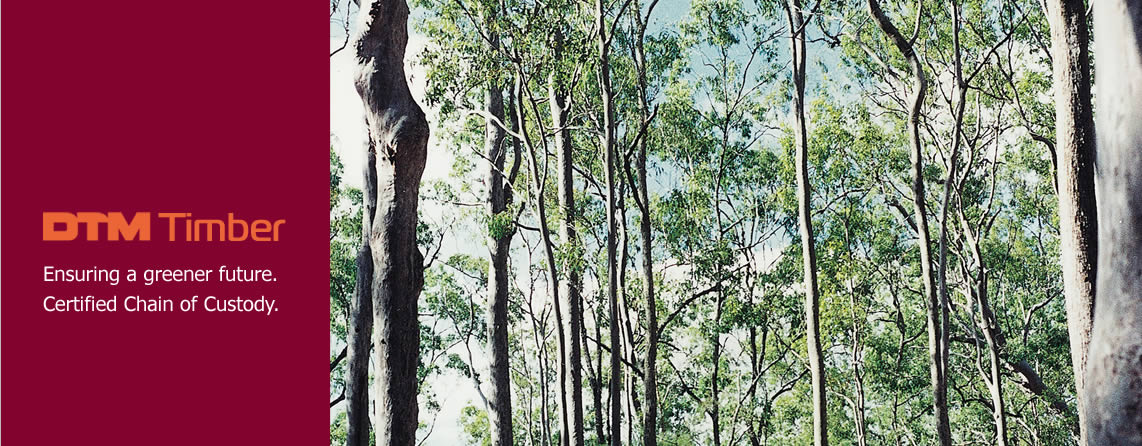 Photo of typical Australian forest used for logging